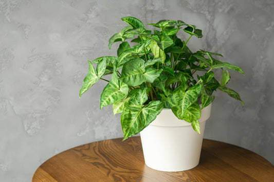 Elevate Your Decor with Artificial Plants