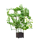 SOGA 160cm Rectangular Inclined Plant Frame Tube Pergola Trellis Vegetable Flower Herbs Outdoor Vine Support Garden Rack $ 88.90
