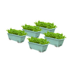 SOGA 49.5cm Green Rectangular Planter Vegetable Herb Flower Outdoor Plastic Box with Holder Balcony Garden Decor Set of 5 $ 103.90