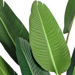 SOGA 245cm Artificial Giant Green Birds of Paradise Tree Fake Tropical Indoor Plant Home Office Decor