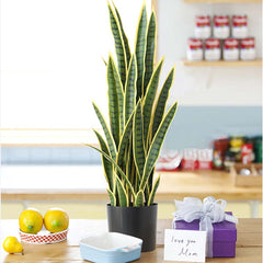 SOGA 2X 95cm Artificial Indoor Yellow Edge Tiger Piran Fake Decoration Tree Flower Pot Plant