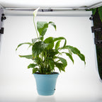 SOGA 19.5cm Blue Plastic Plant Pot Self Watering Planter Flower Bonsai Indoor Outdoor Garden Decor Set of 3