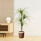 SOGA 4X 150cm Artificial Dracaena Plant Fake Potted, Simulation Tree Fake Plant Home Decor