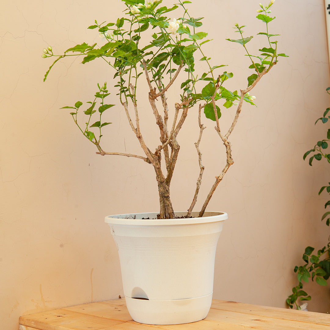 SOGA 19.5cm White Plastic Plant Pot Self Watering Planter Flower Bonsai Indoor Outdoor Garden Decor Set of 3