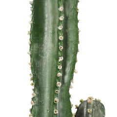 SOGA 4X 70cm Green Artificial Indoor Cactus Tree Fake Plant Simulation Decorative 5 Heads
