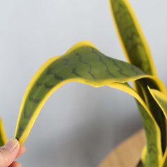 SOGA 50cm Artificial Indoor Yellow Edge Tiger Piran Fake Decoration Tree Flower Pot Plant