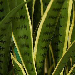 SOGA 50cm Artificial Indoor Yellow Edge Tiger Piran Fake Decoration Tree Flower Pot Plant