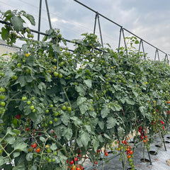 SOGA 150X120cm Plant Frame Tube Trellis Vegetable Flower Herbs Outdoor Vine Support Adjustable Garden Rack